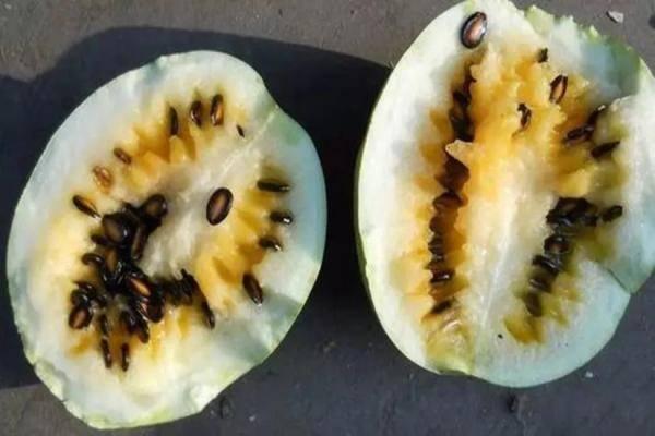 籽瓜蒸熟吃效果,传统美食新体验