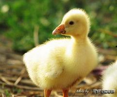 吃瓜小鹅头像高清,吃瓜小鹅高清头像魅力解析