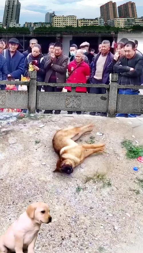 围观的吃瓜小狗