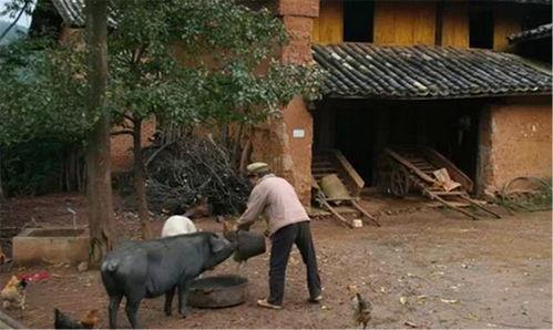抬石头网红号子,揭秘网红号子背后的抬石头传奇