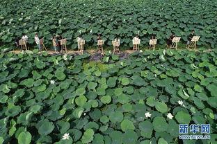 东香县荷塘镇新闻头条,荷塘镇焕新颜，乡村振兴战略成效显著