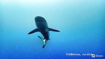 一群小学生爆料鲨鱼视频,视频曝光引网友热议